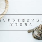 猫画像バナー